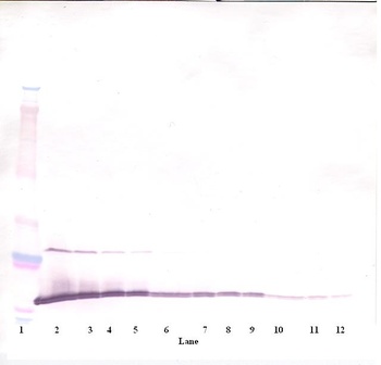 MIA Antibody