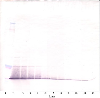 Retnla Antibody