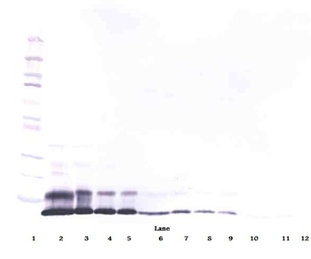Retnla Antibody