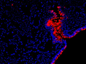 Retnla Antibody