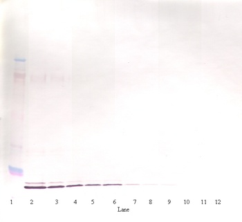 IL19 Antibody (Biotin)