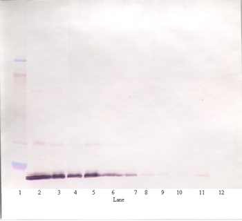 IL19 Antibody (Biotin)