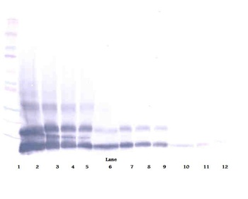 RETNLB Antibody