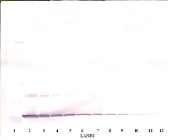 ARTN Antibody (Biotin)