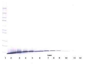 ARTN Antibody (Biotin)