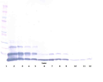 Retnlb Antibody
