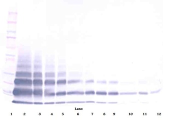 Retnlb Antibody