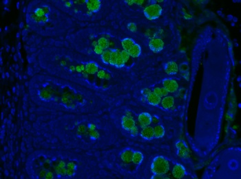 Retnlb Antibody
