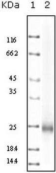 IL10 Antibody