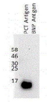 CALCA Antibody