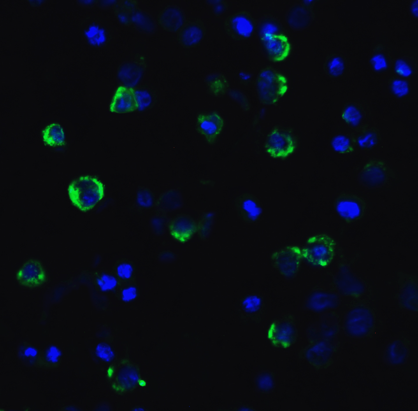 LAG3 Antibody