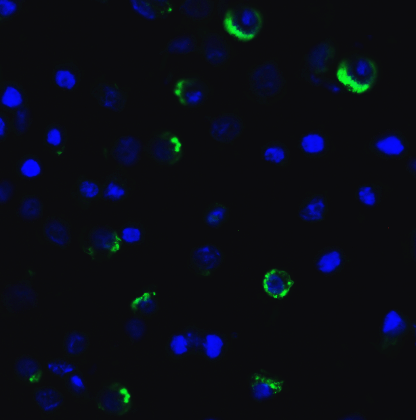 LAG3 Antibody