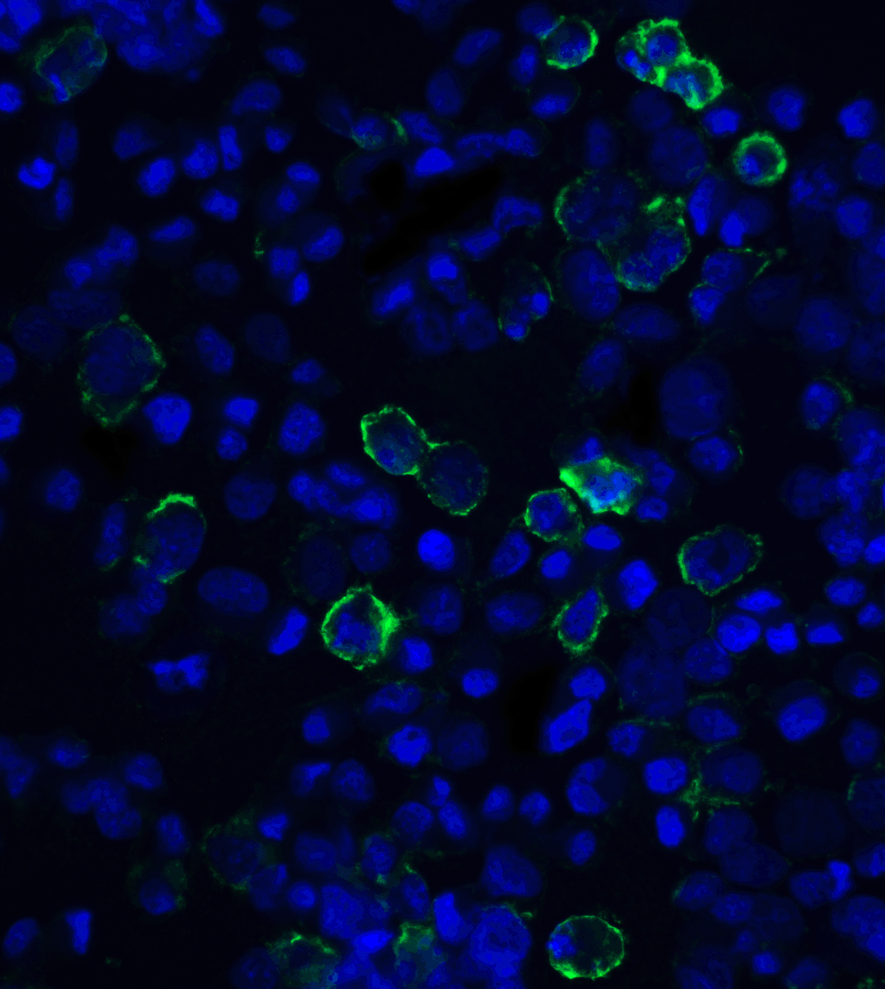 CD274 Antibody
