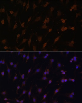 POR Antibody