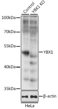 YBX1 Antibody