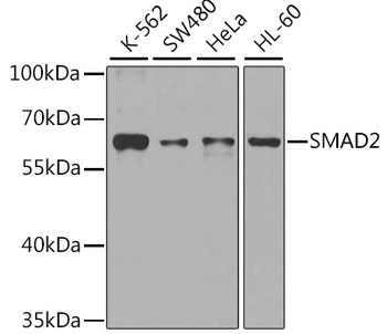 SMAD2 Antibody