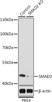 SMAD2 Antibody