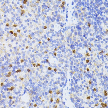 SMAD2 Antibody