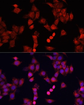 SMAD2 Antibody