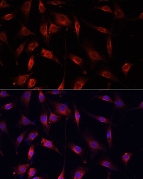 SMAD2 Antibody