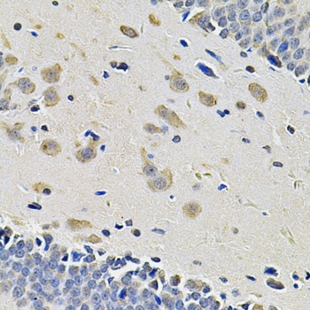 ITGA2 Antibody