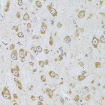 EEF1B2 Antibody