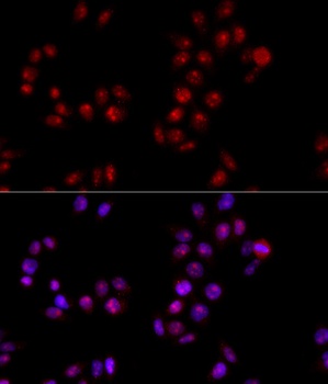 HMGB1 Antibody