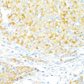 BAX Antibody
