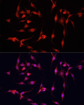 YAP1 Antibody