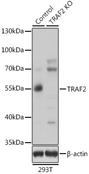 TRAF2 Antibody