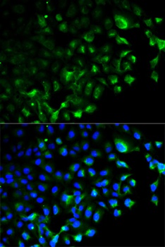 TRAF2 Antibody
