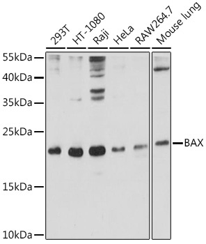 BAX Antibody
