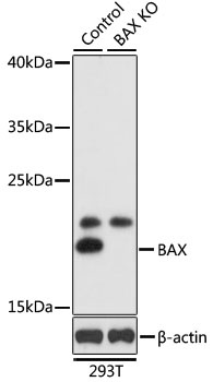 BAX Antibody