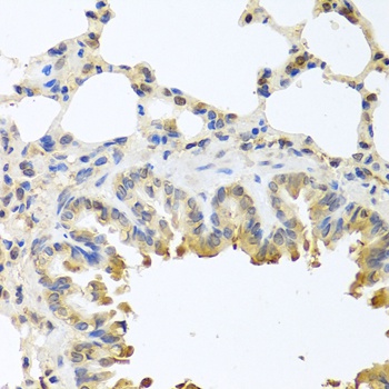 BAX Antibody