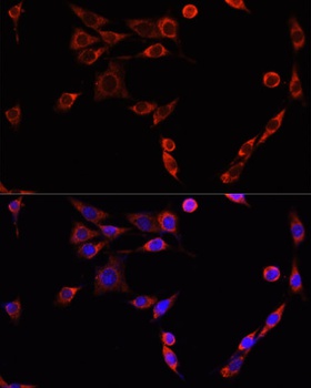 BAX Antibody