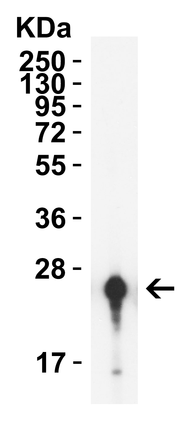 GAG Antibody