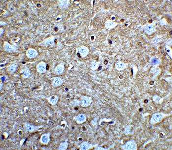 GLUL Antibody