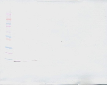 TGFB3 Antibody (Biotin)