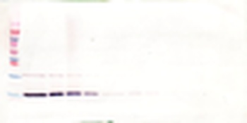 Il7 Antibody (Biotin)