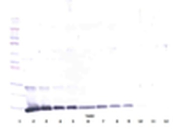 Il4 Antibody (Biotin)