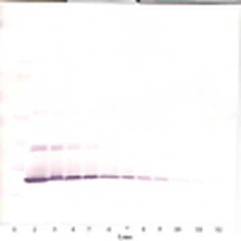 IL7 Antibody (Biotin)