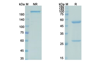 Pascolizumab (IL4) - Research Grade Biosimilar Antibody