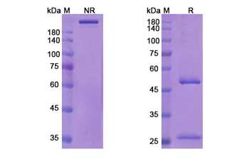 Sofituzumab Vedotin (MUC16/CA125) - Research Grade Biosimilar Antibody