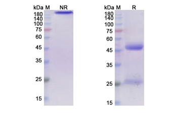 Tilavonemab (MAPT) - Research Grade Biosimilar Antibody