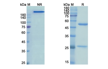 Tomuzotuximab (EGFR) - Research Grade Biosimilar Antibody