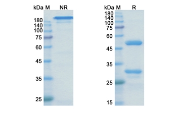 Zagotenemab (MAPT) - Research Grade Biosimilar Antibody