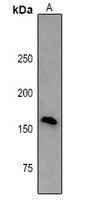 NLRP1 Rabbit Polyclonal Antibody