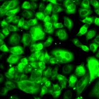 FASN Rabbit Polyclonal Antibody