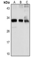 IL-33 Rabbit Polyclonal Antibody