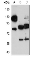 CD68 Rabbit Polyclonal Antibody